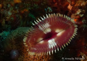 Malendure - îlet Pigeon